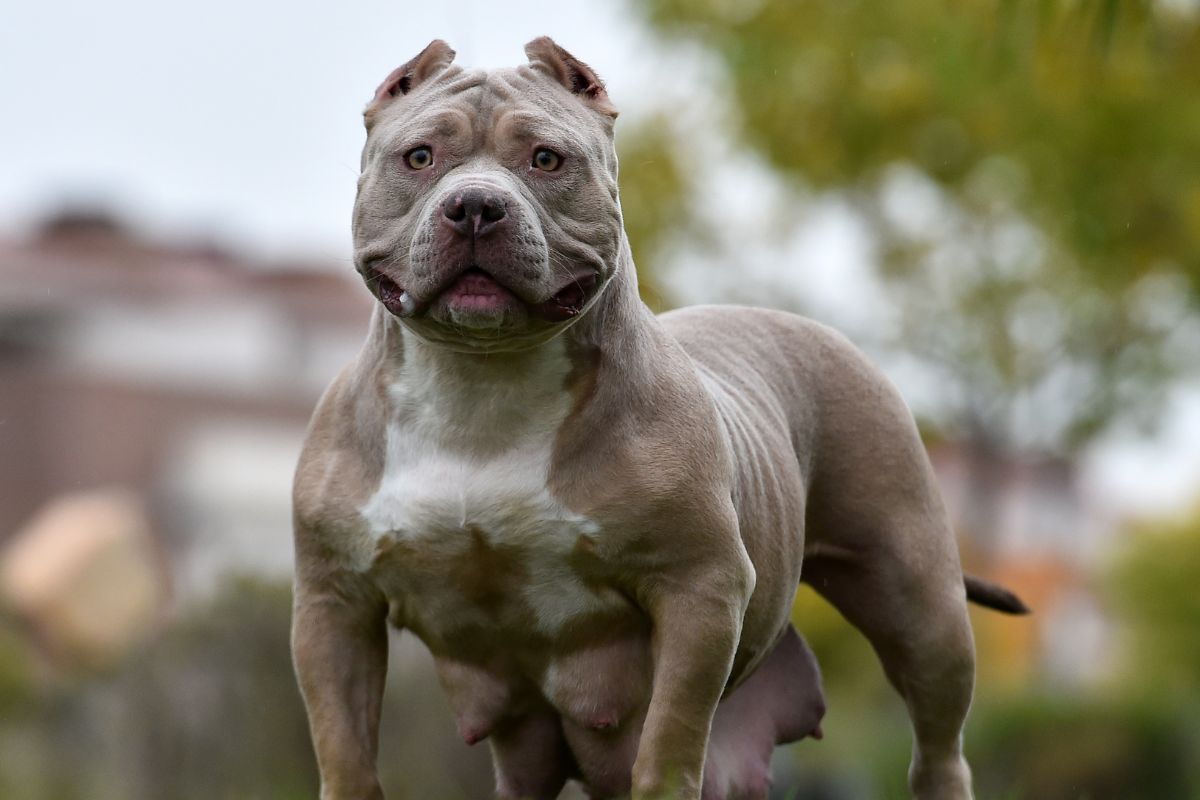 5 erreurs à éviter avec votre American Bully